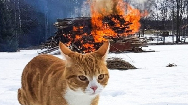 chat coupable quitte les lieux - photo publi&eacute;e sur Foozine