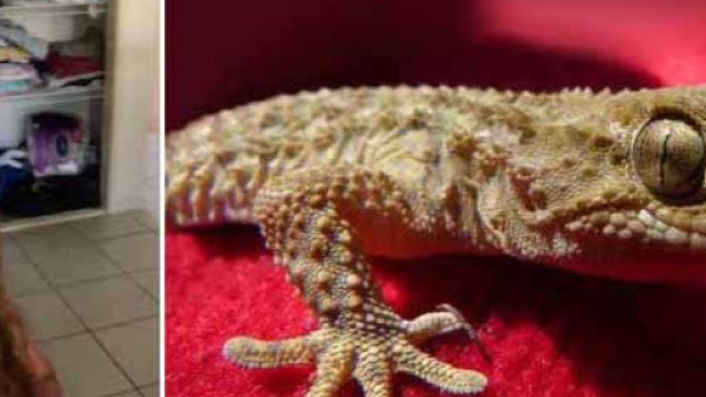 L'australiano David Dowell è morto dopo dieci giorni di agonia: aveva mangiato un geco vivo per scommessa.