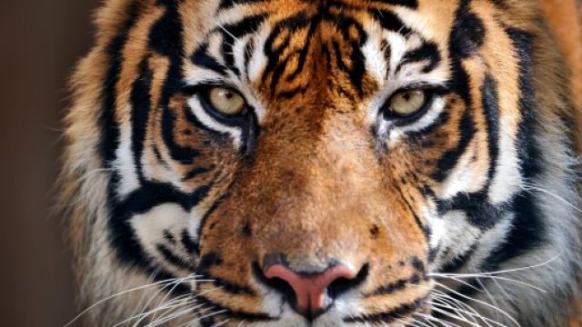 Tragedia a Triggiano, domatore ucciso da una tigre nel circo Orfei - borderline24.com