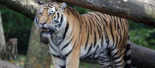 Bari, affidare allo Zoosafari di Fasano le tigri che hanno sbranato il domatore a Triggiano