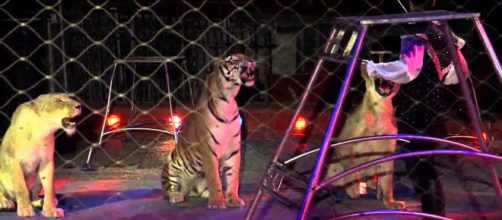 Triggiano, domatore del circo Orfei ucciso durante le prove dalle tigri | ecodellalocride.it