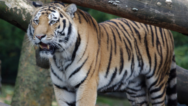 Bari, affidare allo Zoosafari di Fasano le tigri che hanno sbranato il domatore a Triggiano