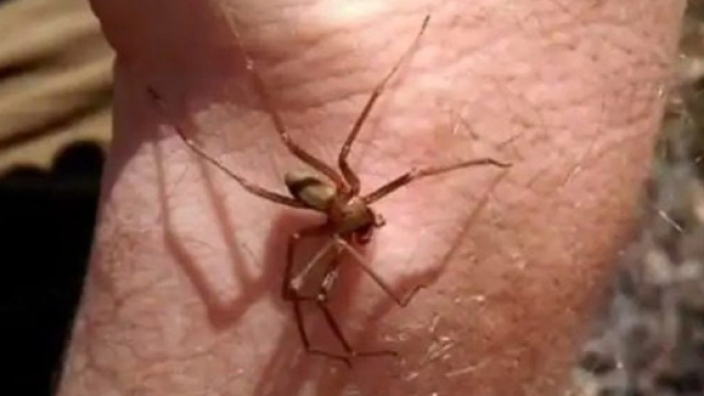 Parma, morsa dal ragno violino mentre prende il sole: 28enne finisce in ospedale