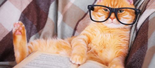 5 signes qui montrent que votre chat est intelligent - Photo publiée par catizz