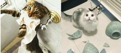 6 chats qui font des bétises quand leur maitre n'est pas là - photo publiée sur ohmymag et animaals