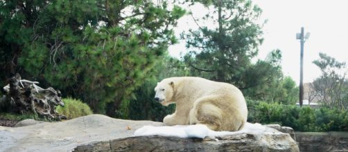 Crisi climatica: in Alaska, ad Anchorage, raggiunti i 32.2 gradi