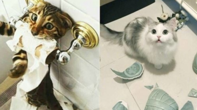 6 chats qui font des b&eacute;tises quand leur maitre n'est pas l&agrave; - photo publi&eacute;e sur ohmymag et animaals