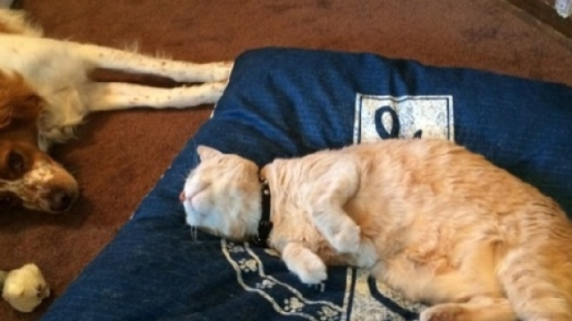 Ces chiens qui aimeraient dormir mais le chat en a décidé autrement - Photo publiée sur Animaals