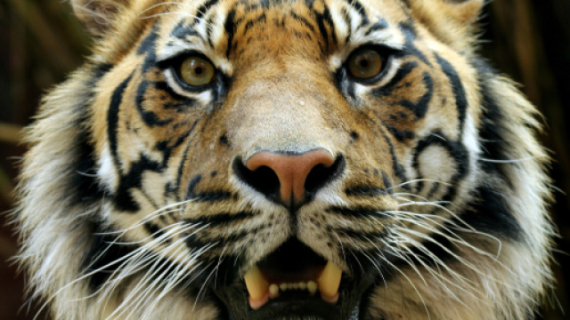 Triggiano, domatore sbranato dalle tigri al circo Orfei: domani funerali nel Salento