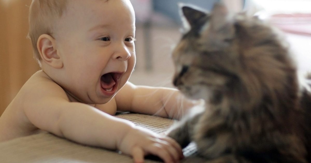 6 conseils à suivre pour rendre un chat plus câlin 1