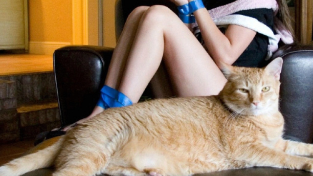 Ce qu'un chat déteste chez ton maitre
