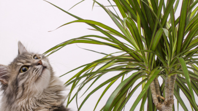 Plantes toxiques chez le chat : Vetissimo - vetissimo.fr