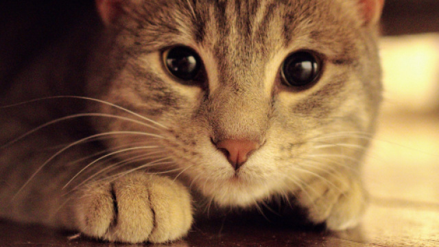 chat-stress-inquiet-nerveux-peureux - Blog Verlina - verlina.com