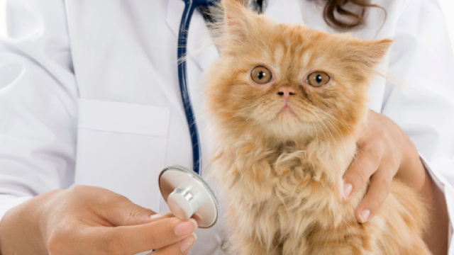 Homéopathie pour mon chat - Doctissimo - doctissimo.fr