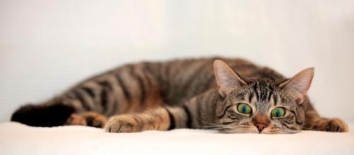 chat sens