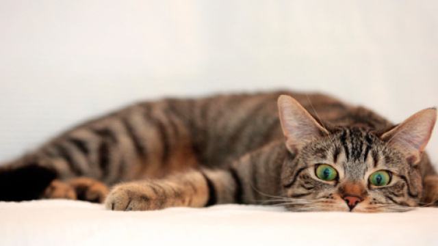 Chat Avec un Regard Surpris - Fond d'Écran en Full HD 1080p - mistergratos.com