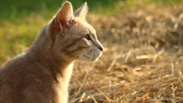 Image libre: animal, mignon, chat, nature, &eacute;t&eacute;, foin, chaton ... - pixnio.com