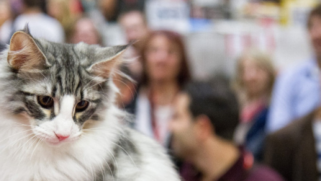 Le chat a détrôné le chien dans le cœur des Français - 1jour1actu - 1jour1actu.com
