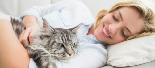 Comment calmer un chat ? - Doctissimo - doctissimo.fr