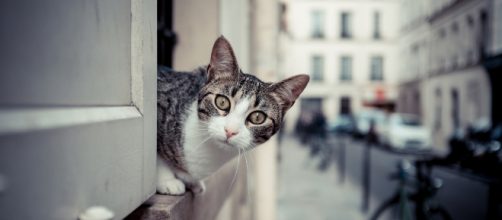 Comment rendre son chat heureux ? - Vox Animae - vox-animae.com