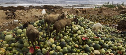 En España se tiran 1.300 millones de kilos de comida a la basura cada año.