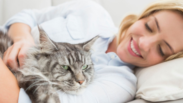 Comment calmer un chat ? - Doctissimo - doctissimo.fr
