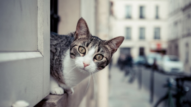 Comment rendre son chat heureux ? - Vox Animae - vox-animae.com