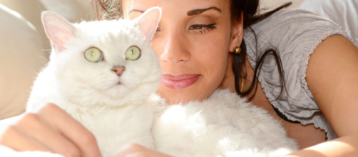 Ronronnement du chat - Comment et pourquoi les chats ronronnent ... - doctissimo.fr