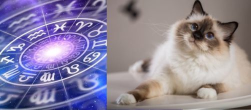 Le signe astrologique qui défini la race du chat