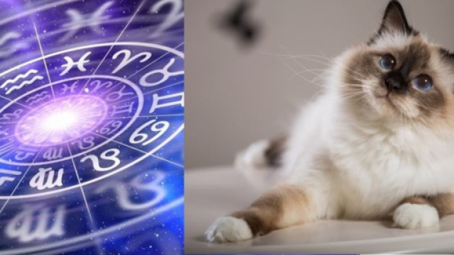 Le signe astrologique qui défini la race du chat
