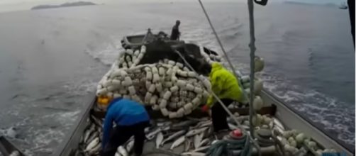 Amazing salmon fishing boat in Alaska, Big Catch Net Fishing on the Sea! [Image source/Deep Sea Fishing Life YouTube video]