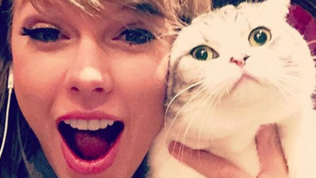 Publier une photo de son chat sur Instagram a de graves conséquences - photo publiée par le telélgraph