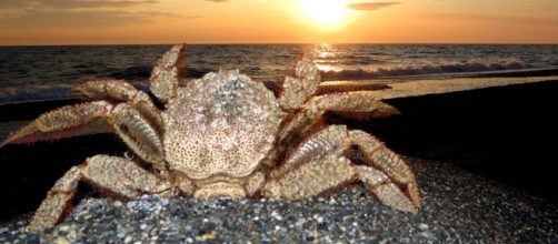 Oroscopo 3 agosto: buone idee per Cancro, calo fisico per Leone