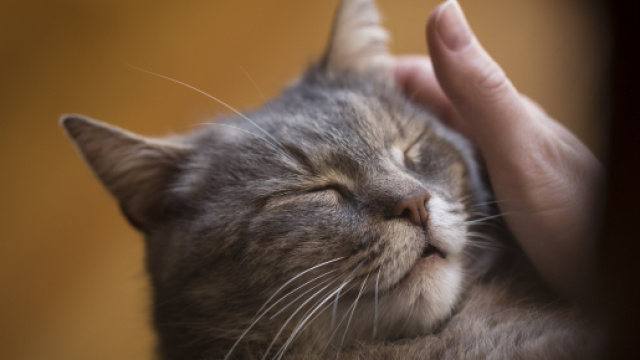 L'entrepreneuriat et le go&ucirc;t du risque, motiv&eacute;s par un parasite ... - radio-canada.ca