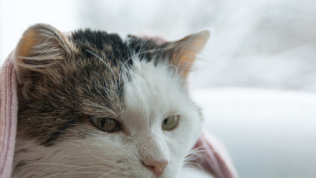 Votre chat est enrhumé ? Voici comment le soigner ! | My Happy Pet - myhappypet.be