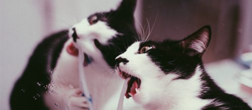 Cinq conseils pour avoir un chat avec les dents propres