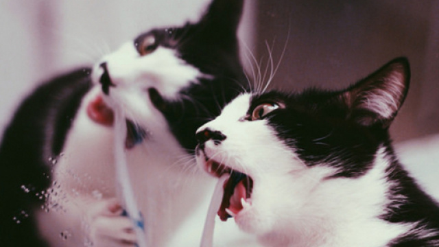 Cinq conseils pour avoir un chat avec les dents propres
