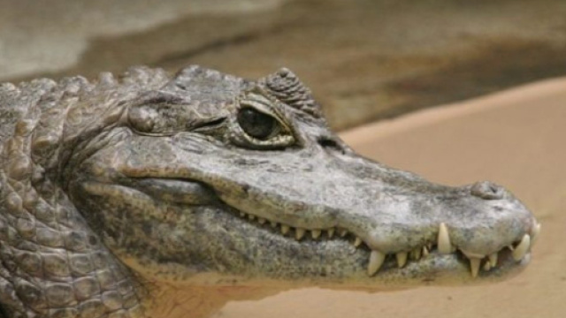 In sardegna, nella zona di Orosei, ricerche in corso per ritrovare un caimano sparito da un circo.