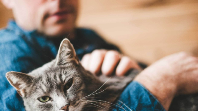 Top 5 des animaux pour célibataire - Et plus si affinités - mapeeks.com