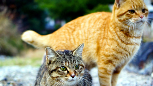 Image libre: deux chats mignons, chatons - pixnio.com