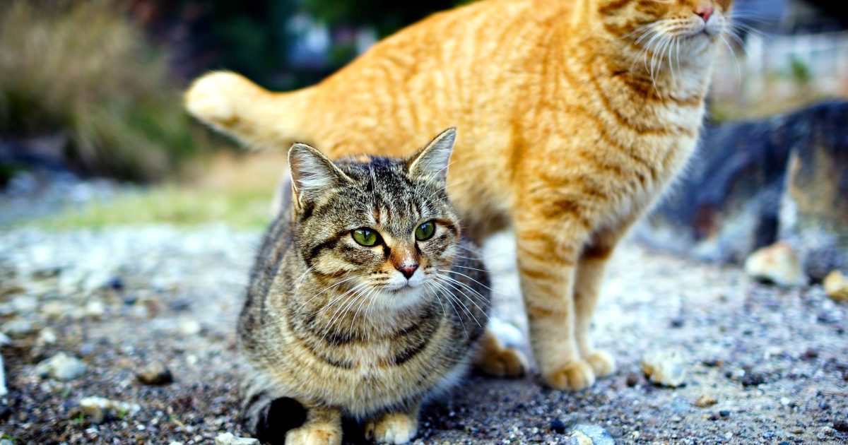 Réussir la cohabitation entre chats en 7 points