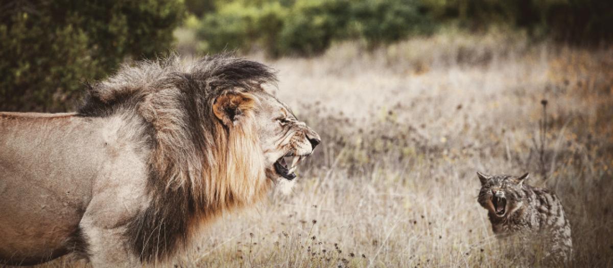 Selon Les Chercheurs La Personnalite Du Chat Serait Proche De Celle Du Lion D Afrique