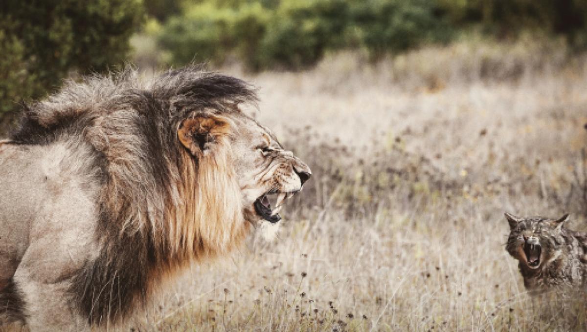 Selon Les Chercheurs La Personnalite Du Chat Serait Proche De Celle Du Lion D Afrique