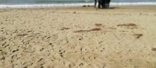 Albarella: trovati resti verosimilmente umani sulla spiaggia