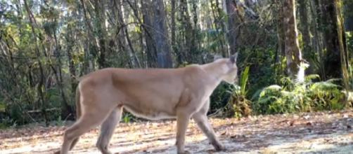 Florida panther in the wild. [Image source/Leslin Adventures YouTube video]
