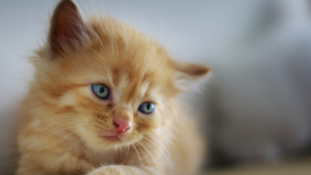 J'adopte un chaton - trucs et astuces - chat - SantéVet - santevet.com