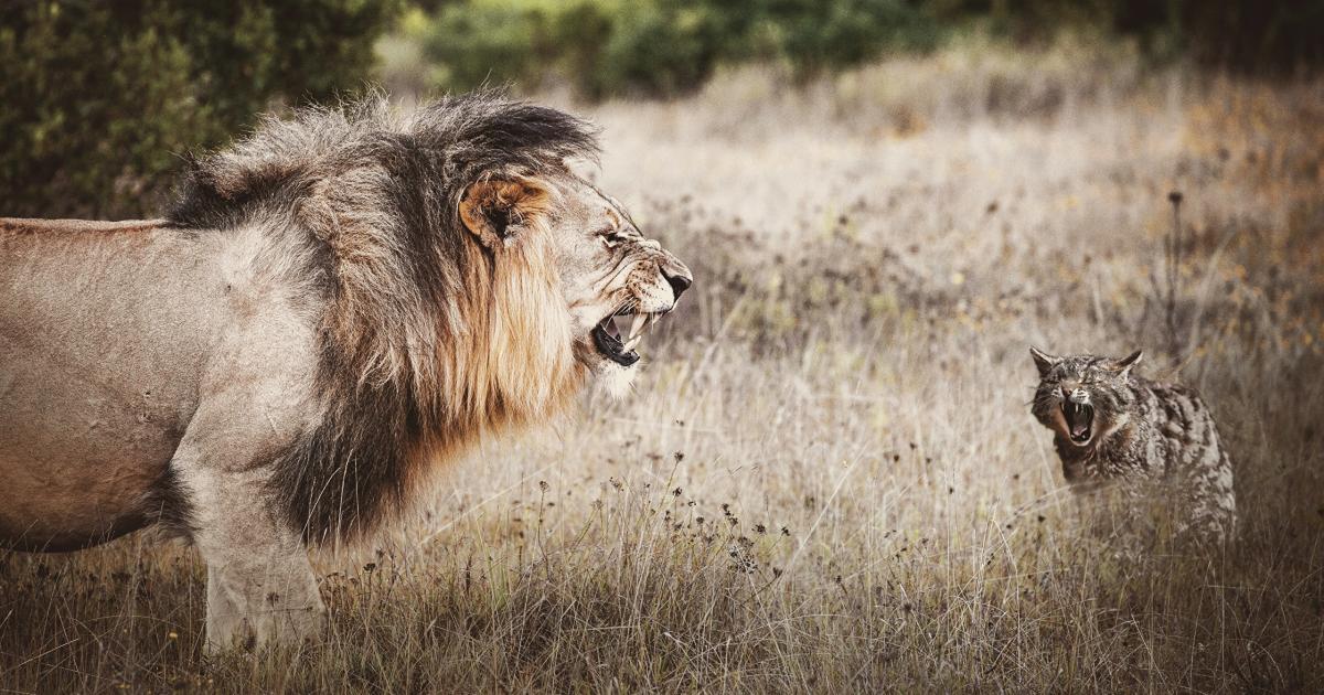 Selon Les Chercheurs La Personnalite Du Chat Serait Proche De Celle Du Lion D Afrique