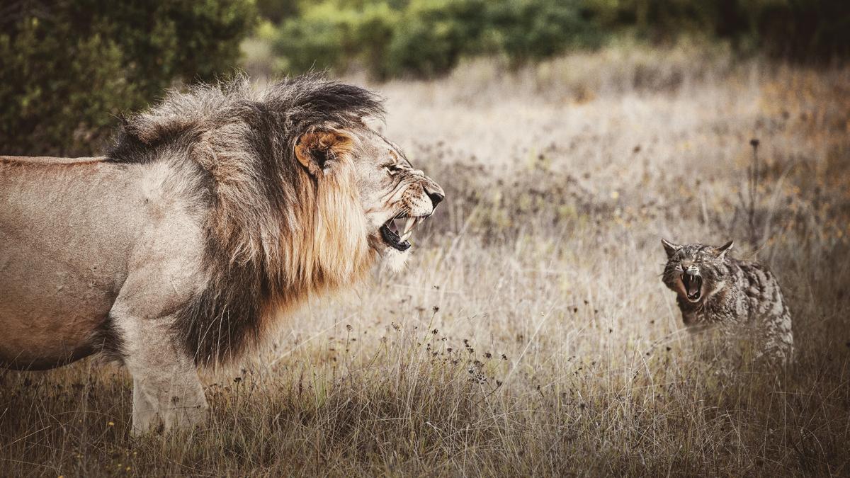 Selon Les Chercheurs La Personnalite Du Chat Serait Proche De Celle Du Lion D Afrique