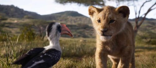 Grande successo per Il Re Leone che in natura però rischia l'estinzione