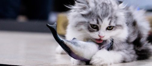 Les chats peuvent-ils manger du thon ? - animalaxy.fr